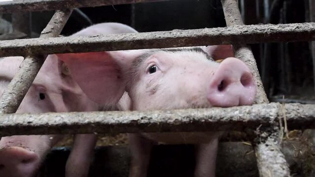 Schweine in Zeitlupe, Schweine, Ferkel, Stall