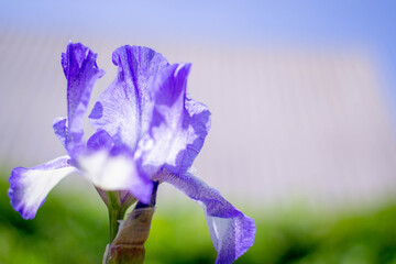 Purple iris flower close up. Flower on a flower bed or lawn. Blurred background. Sunny summer day.