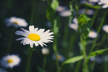 Field of chamomile flowers close up. Beautiful nature scene with blooming medical chamomile in daylight. Alternative medicine Spring Daisy. Beautiful meadow. Summer background.