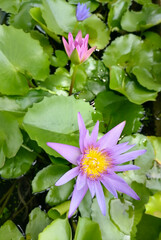 Purple lotus flower in nature