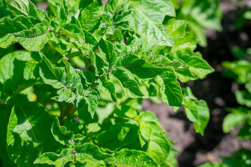 Potato plant leaves close up. Potatoes grow in the field.