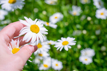 Chamomile flowers close up in a woman's hand. Beautiful scene scene with blooming medical daisies in daylight. Alternative medicine Spring chamomile