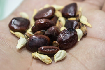 A picture of seeds