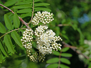 Blühende Eberesche, Sorbus aucuparia, im Frühling