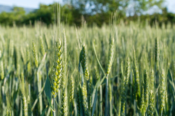 field of wheat during spring