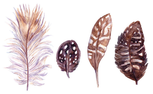 Quail feathers isolated on the white background. Handdrawn watercolor work