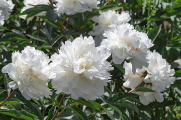 Blooming white peonies. Close up.