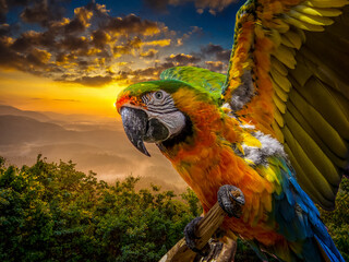 blue and yellow macaw ara - obrazy, fototapety, plakaty