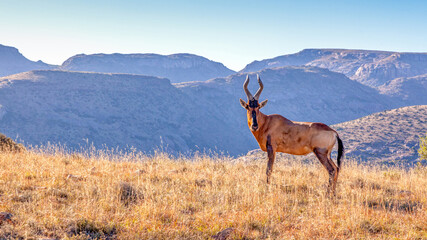 A Red Hartebeest (Alcelaphus buselaphus) in Mountain Zebra National Park, South Africa.