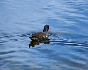 duck in the water