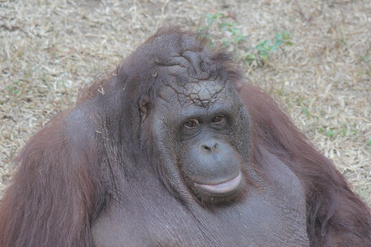 ORANG UTAN FROM BORNEO, IN DONESIA