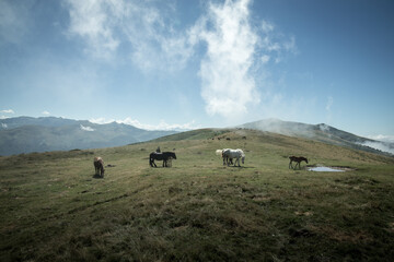 Chevaux sauvages