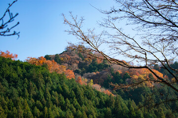 紅葉