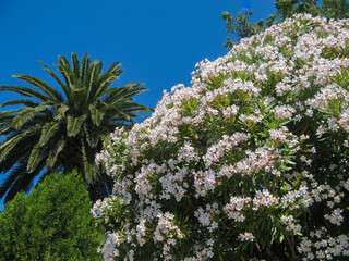 Thuja, palm tree and oleander blooming with pink and white flowers against the blue sky
