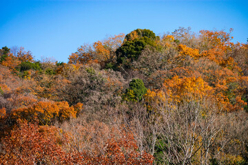 Fototapeta premium 紅葉