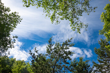 white clouds on blue sky through green leaves of trees

