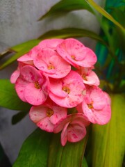 Fototapeta na wymiar selective focus on Euphorbia milii flower in a blur background, also known as the crown of thorns plant, Christ plant, or Christ thorn, called Corona de Cristo in Latin America
