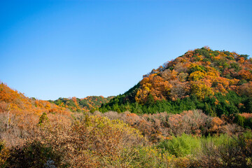 紅葉