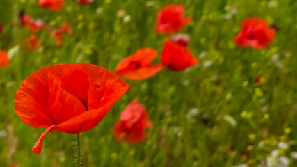 Close up of a delicate red field poppy (Papaver rhoeas) flower naturally growing in a wildflower meadow. Bokeh background with similar & yellow and white flora. England.