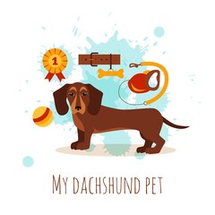 Dachshund care infographic concept with dog grooming