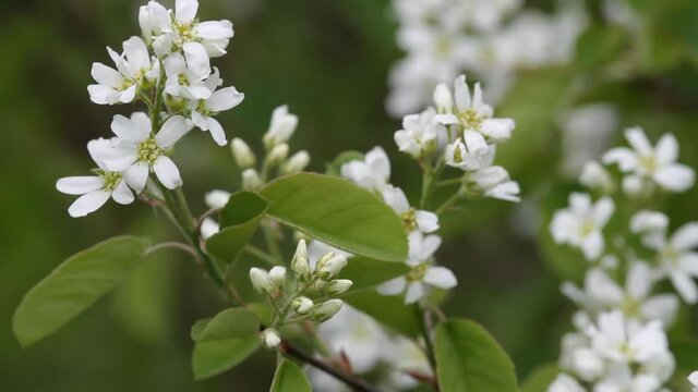 the wind gently shakes a branch of a shadberry with white flowers on the tree in spring