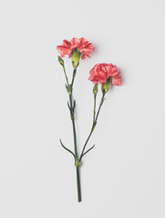 red carnation flowers