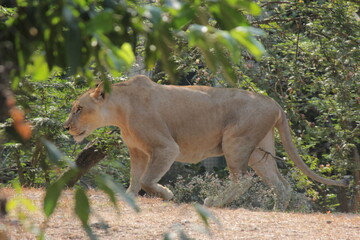 Naklejka premium lion in the grass
