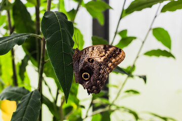 A butterfly on a green leaf