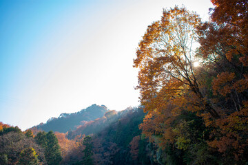 Fototapeta premium 紅葉