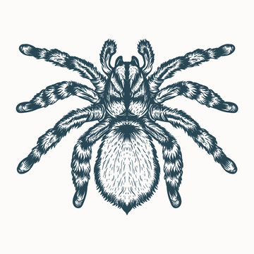 Tarantula Spider Black White Sketch Stock Vector Royalty Free 1525558892   Shutterstock