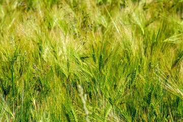 a field of green wheat with ears