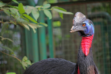Northern cassowary