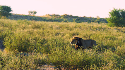 lion in the hot african savannah on the hunt