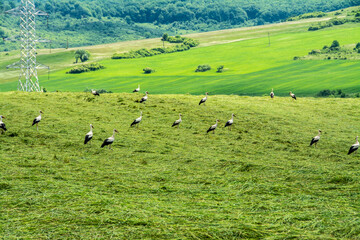 many storks in a field