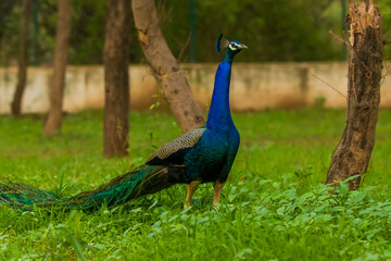 Obraz premium Peacock in Natural Habitat...!