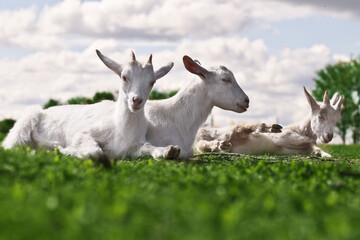 goats are resting in the meadow.