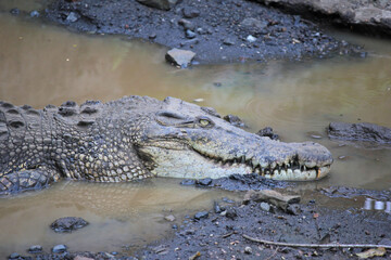 crocodile in the water