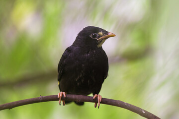 black bird in nature park