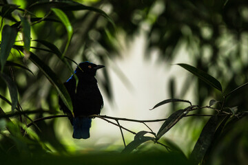 asian fairy bluebird portrait in nature