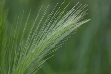 zielony  kłos  na  spokojnym  tle