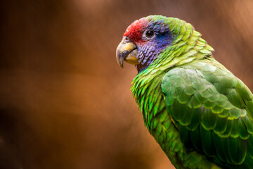 red-tailed parrot in the nature