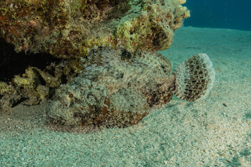 Fish swim in the Red Sea, colorful fish, Eilat Israel
