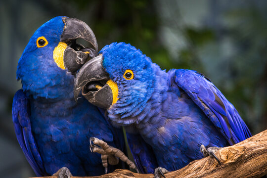 hyacinth macaw portrait in nature