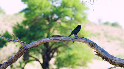black african bird sits on a branch and sings