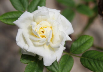 Rosa nel parco - profumo e delicatezza