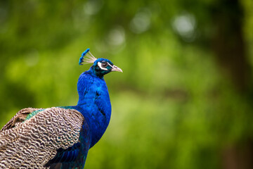 peacock portrait in nature park
