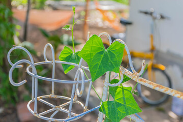 Coccinia,Coccinia grandis Voigt,Coccinia grandis,Cucurbitaceae, spiral vine and treetop of green plant on the metal basket.