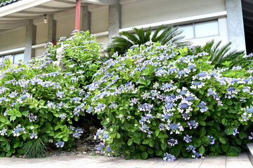 静岡県沼津市静浦の紫陽花