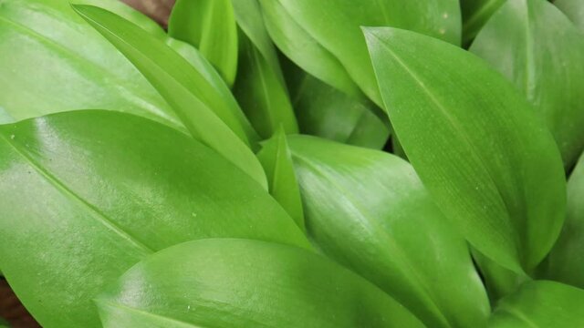 close up of green leaf