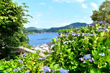 静岡県沼津市静浦の紫陽花